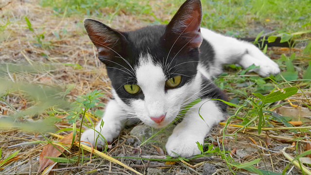 Junge Streunerkatze in Kroatien