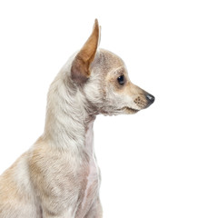 Obraz premium Close-up of Chihuahua puppy, 3 months old, isolated on white