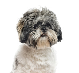 Close-up of Shih Tzu, 1 year old, isolated on white