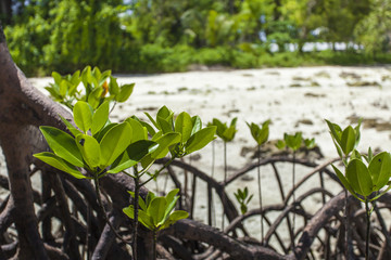 Mangroves in Andaman beach, India
