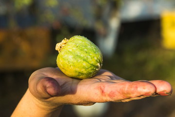 Dirty hand holding tiny Watermelon
