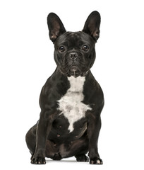 Front view of a French Bulldog sitting isolated on white