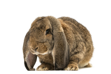 Front view of a rabbit isolated on white