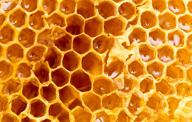 Fresh honey in the comb. macro