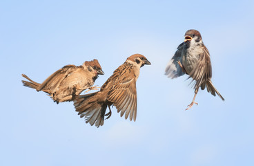 three birds fly and play in the blue sky
