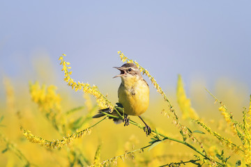 the yellow Wagtail sings the song on the bright summer meadow
