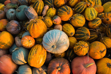 Pumpkin harvest at evening