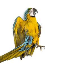 Blue-and-yellow Macaw lying on his back isolated on white
