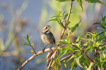 the bird is a female Bluethroat sitting among the green branches in the summer