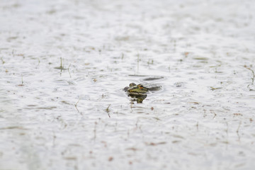 green frog swimming in the water sticking his face with big eyes