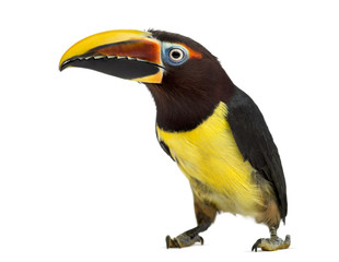 Green aracari isolated on white
