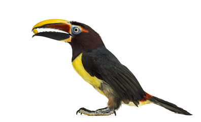 Green aracari eating isolated on white