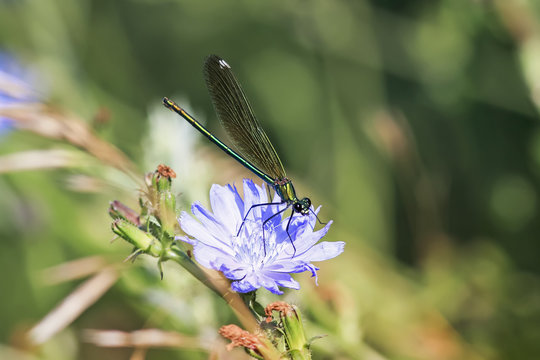 small black dragonfly sitting on a blue chicory flower