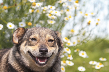 happy dog with a smile on background of white flowers daisies