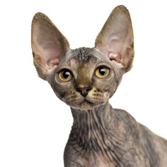 Close-up of a Sphynx kitten looking up isolated on white