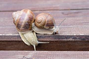 Two snails crawling on a wooden surface
