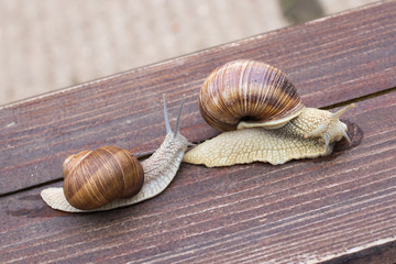 A young snail crawling for the adult snail
