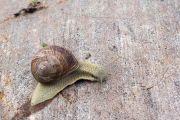 Snail crawling on the stone