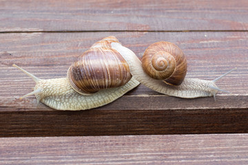 Two snails crawling away from each other
