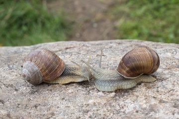 Two snails crawling along the stone and meet each other
