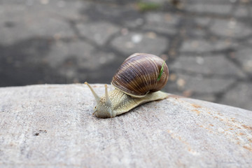 Snail with a leaf on the shell crawling on the stone