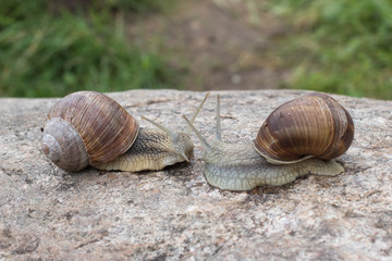 Two snails crawling along the stone and meet each other
