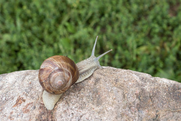 Snail crawling on the stone
