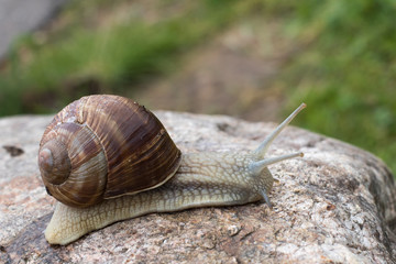 Snail crawling on the stone
