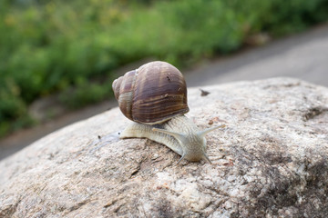 Snail crawling on the stone
