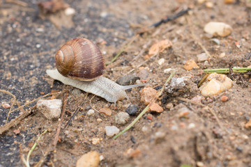 Snail crawling on the sand and sees an obstacle
