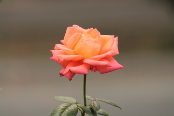Pink rose