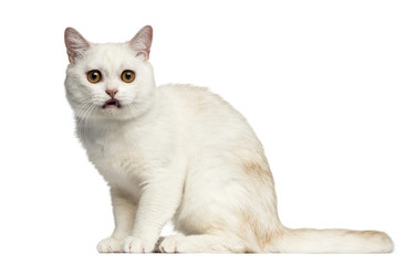 Obraz premium side view of a British Shorthair sitting isolated on white