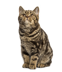Front view of a British Shorthair sitting isolated on white