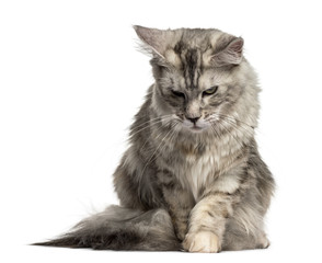 Obraz premium Maine Coon cat looking down isolated on white