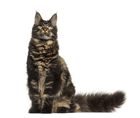 Maine Coon cat sitting and looking up isolated on white