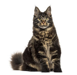 Maine Coon cat sitting and staring isolated on white