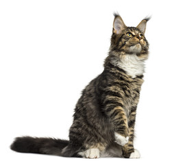Maine Coon sitting isolated on white