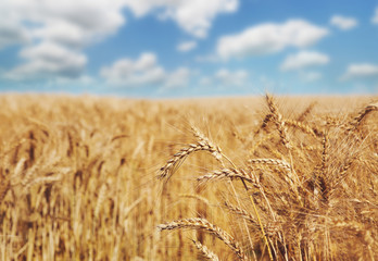 Golden wheat field, harvest and farming