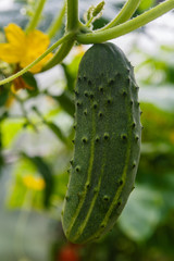 Сucumber in the greenhouse