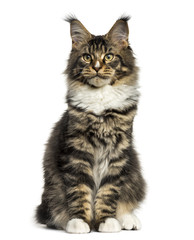 Front view of a Maine Coon sitting isolated on white