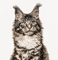 Close-up of a Maine Coon isolated on white