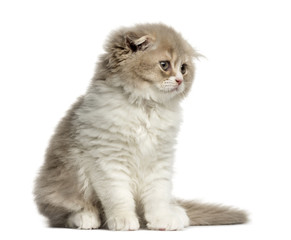 Highland Fold kitten sitting isolated on white