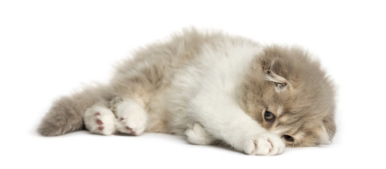 Highland Fold kitten lying on his side isolated on white