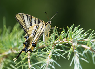 Iphiclides Podalirius