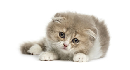 Young Highland Fold kitten lying down isolated on white