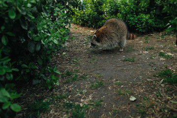 Raccoon in the park