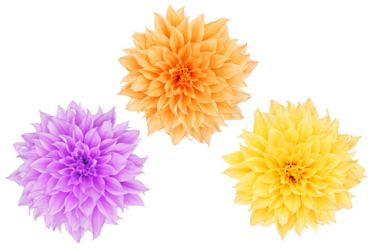Fototapeta Dahlien vor weißem Hintergrund isoliert