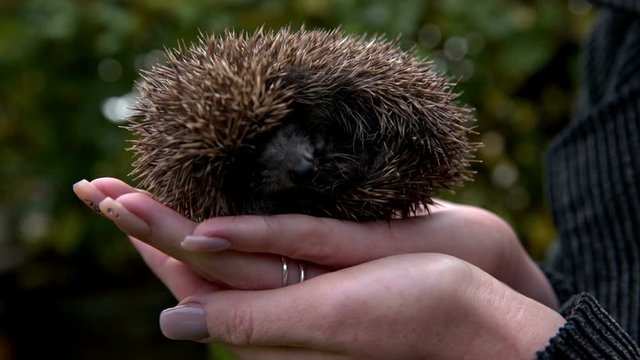 Hedgehog rest in person hands closeup