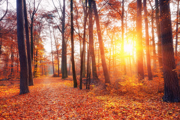 Vibrant sunset in the autumn forest © sborisov