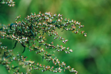 Ragweed or ambrosia plantpollen is notorious for causing allergi